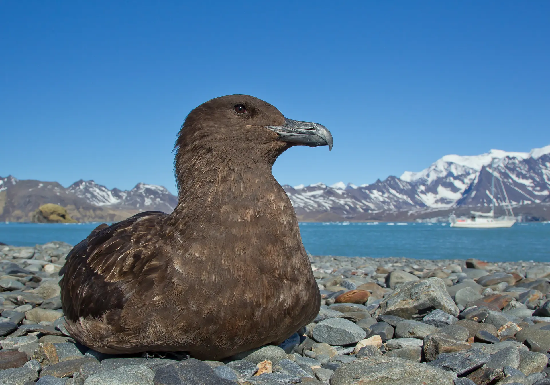 Bird flu detected in Antarctic for the first time - SKN SOURCE